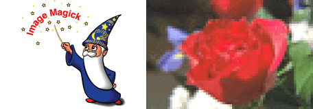 The wizard logo and a red rose placed side by side in a single image.