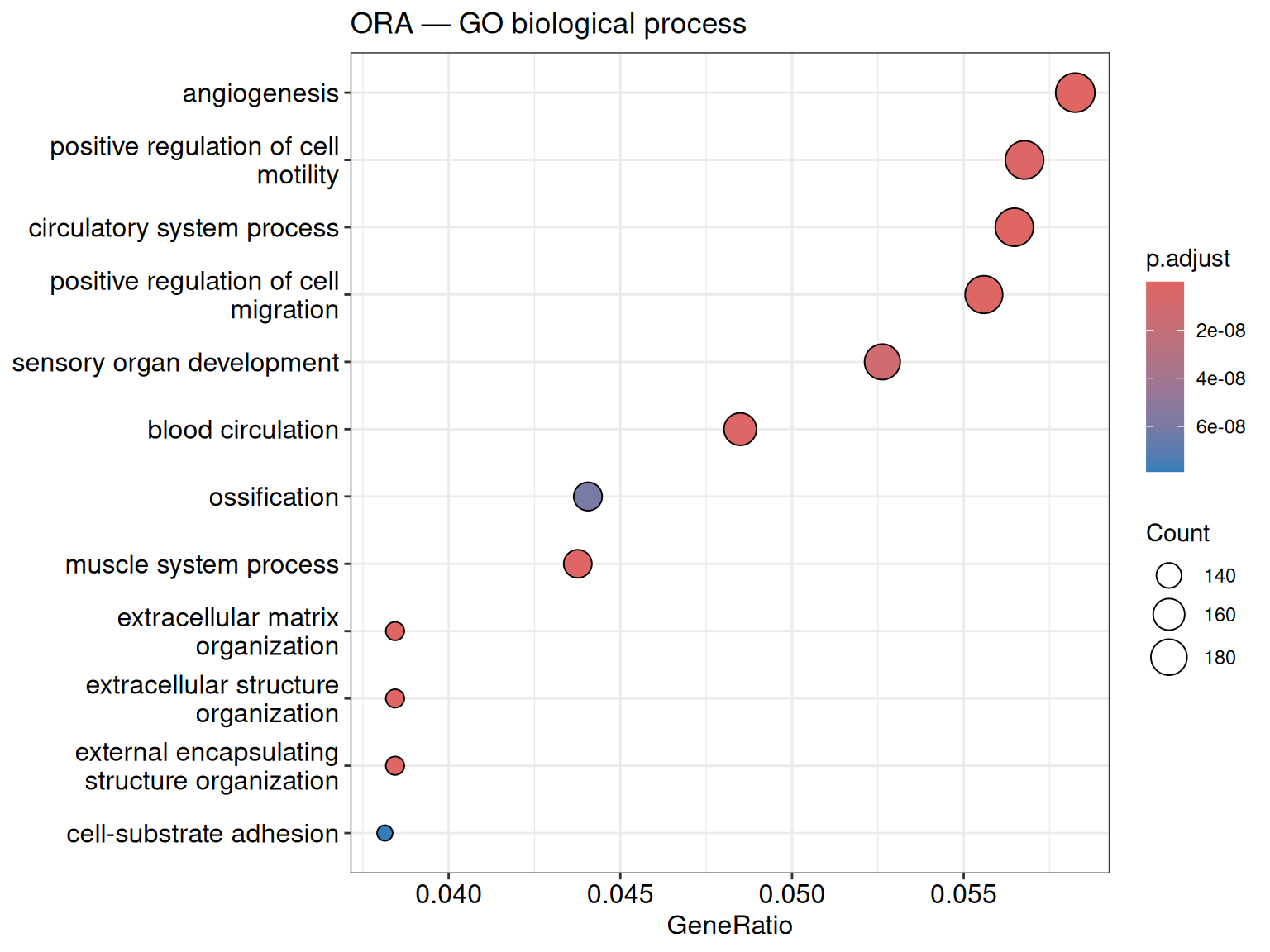 Diagramme à points des termes de processus biologiques de la Gene Ontology les plus enrichis parmi les gènes différentiellement exprimés : les termes en ordonnée, le ratio de gènes en abscisse, la taille des points indiquant le nombre de gènes et la couleur la p-value ajustée, dominés par les termes d'angiogenèse et de motilité/migration cellulaire, avec des programmes de matrice extracellulaire et du système musculaire également enrichis.