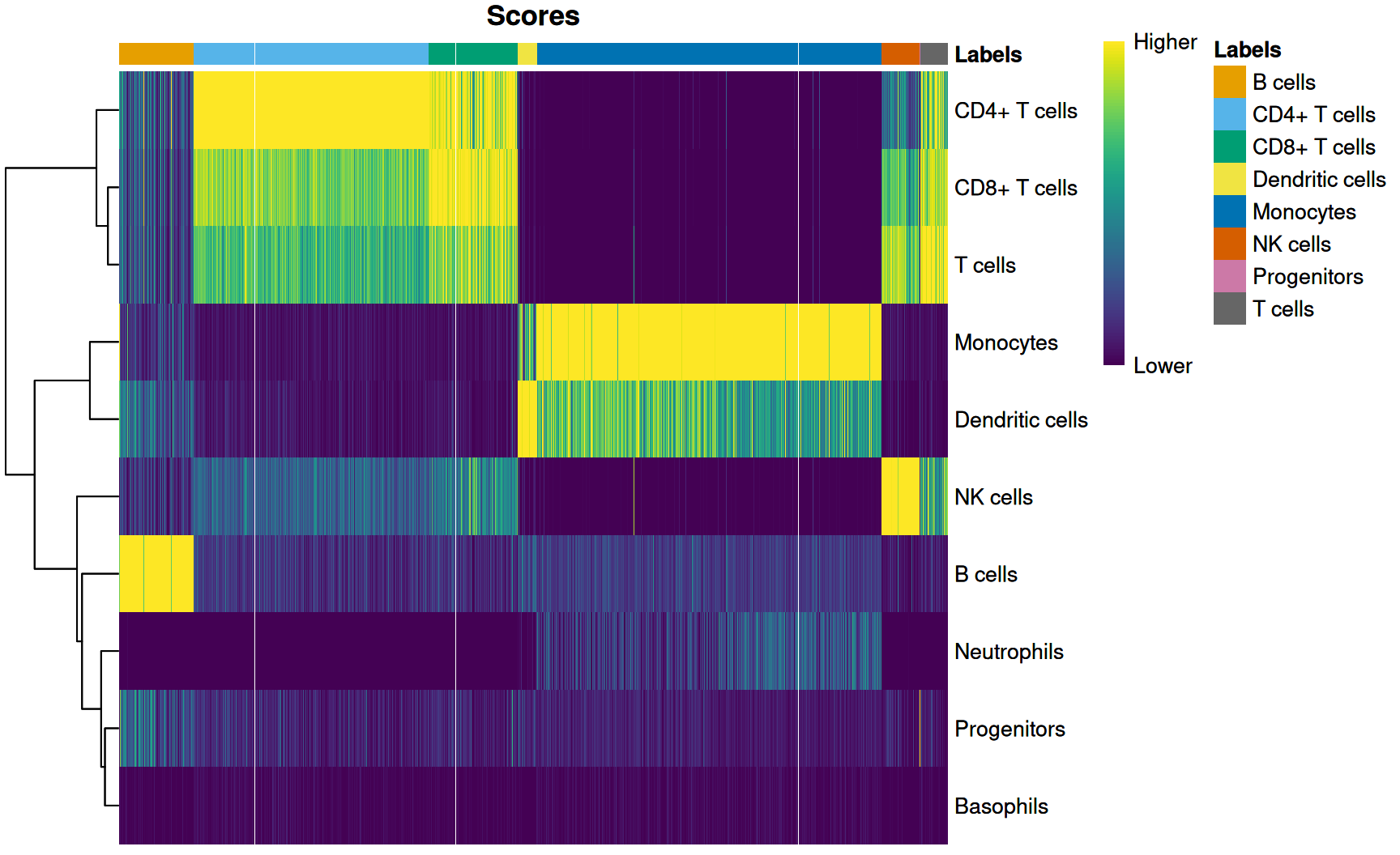 A SingleR score heatmap: reference cell-type labels down the rows, the 3,000 query cells across the columns grouped by their assigned label, and colour showing each cell's correlation score to each label. Within each column block one row lights up brightly — the assigned label — while the other rows stay dark, so every group of cells matches one reference type cleanly. The Monocytes, CD4+ T, CD8+ T, B-cell and NK blocks each show a single sharp bright band, the visual signature of confident annotation.