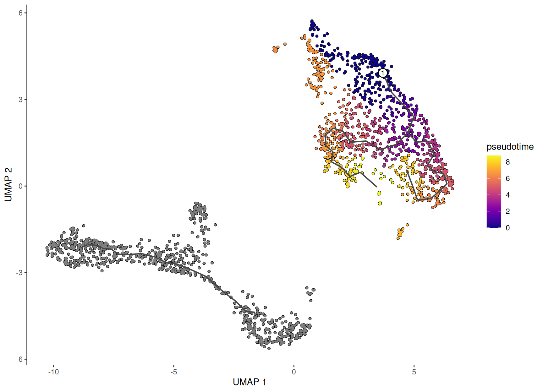 A UMAP of mouse blood stem and progenitor cells with the Monocle3 principal graph drawn over it as a network of black nodes and edges. Cells are coloured by pseudotime on a dark-to-bright scale: the stem-cell region where the graph is rooted is dark (low pseudotime) and the colour brightens outward along the graph toward the committed progenitors. A large group of cells forms a second, disconnected component that stays grey because it is a separate partition with no pseudotime.